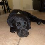 Cola Mae McCall - @coca_cola_theblacklab - Instagram