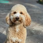 Teddi Mae McCarty - @teddimaegoldendoodle - Instagram