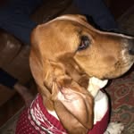 Lily Mae McDaniel - @lilythebassett - Instagram