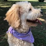Goldie Mae McElroy - @goldie_girlll - Instagram