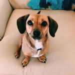 Mae McGowan - @mae_thechiweenie - Instagram
