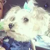 Mollie Mae McGrew🐶 - @molliemae_mcgrew - TikTok