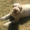 maggiemaethegoldendo - @maggie.mae.mcguire - TikTok