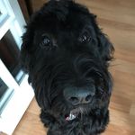 Maggie Mae McIntosh - @maggietheschnood - Instagram