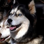 Ally Mae Mcmahon - @dogs.forever.ally - Instagram