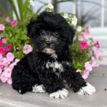 Bentley Mae Meadows - @bentleymae.thepooton - Instagram