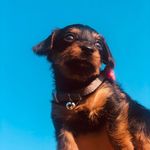 Ellie Mae - @ellie.mae.meadows - Instagram