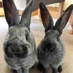 Maeve & Minerva - @maeve_and_minerva - Instagram