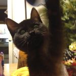 Sophie Mae Morrow - @the.awsome.cat - Instagram