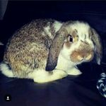 my names eleanor call me ellie - @eleanor_mae_north - Instagram