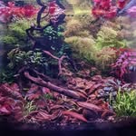 Mae Pike - @gardens.in.glass - Instagram
