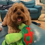 Jewel Mae Pope - @jewel_thecockapoo - Instagram
