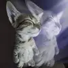 hannah - @maepowerz - TikTok
