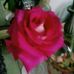 Mae Robbins - Facebook