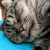 Dora Mae Rosenthal - @mrsbluerose - TikTok