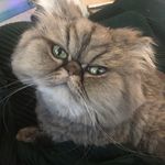 Rosenthal Mae - @lil.rosenthal.mae - Instagram