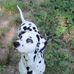 Tinkerbella Mae &amp; Sargent Sparkeys Family Tree - Facebook