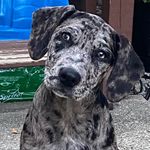 Sawyer Mae - @sawyermae_the_catahoula - Instagram