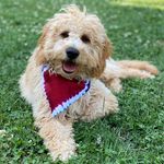 Sawyer Mae - @sawyer_mae_the_mini_doodle - Instagram