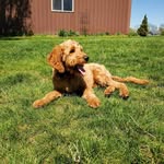 Daisey Mae Schultz🐶❤️ - @daiseymaetheminigoldendoodle - Instagram
