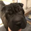 maesharpei - @maesharpei - TikTok