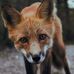 Mae Sheldon - Facebook