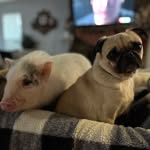 Allie Mae & Shelton - @the_pig_and_the_pug - Instagram