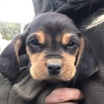 Bella Mae Shelton - @bella_loves_moo - Instagram