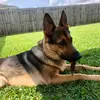 Gracie Mae German Shepard - @graciemaegsd - TikTok