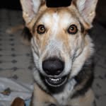 koda mae🐶🤎 - @koda_maeshepard - Instagram