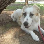 Mae the Greek Shepherd - @mae_the_sheep_dog - Instagram