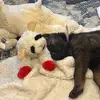 Maxie Mae the Shepherd - @maxie_mae_shepherd - TikTok