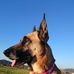 Sadie Mae, German Shepherd - Facebook