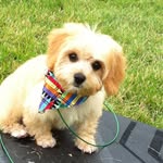 Daisy Mae - @daisy_mae_shipley - Instagram