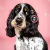 Ally Mae the Springer Spaniel - @allymaethespringer - TikTok