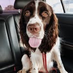 Daisy Mae - @daisy.maethespringer - Instagram