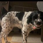 @daisy_mae_the_springer_spaniel - Instagram