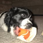 Ellie Mae🐶 - @elliemae_thespringerspaniel - Instagram