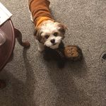 Lulu Mae Springer - @luluthecavatzu - Instagram