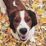 Luna Mae The Springer Spaniel - @luna.mae.the.springer - Instagram