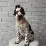 Mae 🌻 - @springer_spaniel_mae - Instagram