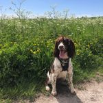 Mae - @crazy_springer_mae - Instagram