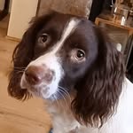 Maebel the springer - @maebelthespringer - Instagram