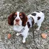 Maebelle_thespringerpup - @maebelle_thespringerpup - TikTok