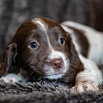 Maeve - @maeve_thespringer - Instagram