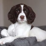 Remi Mae the Springer - @remithespringer - Instagram