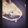 Jorjah-Mae Stapleton - @jorjahredfox2008 - TikTok