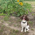 Millie Mae Vance - @milliethewinedog - Instagram
