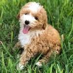 Murphy Mae Vaughn - @murphy.the.pooh - Instagram
