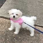 Minnie Mae Vickers - @minnie_mae_maltipoo - Instagram